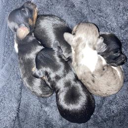Dachshund Puppies from Dachshund Dad