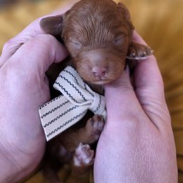 Angel - Red  female Goldendoodle puppy in Decatur, Tennessee from Diamond's Doodles
