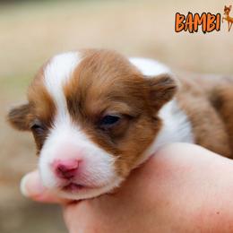 Bambi - Red merle and white male American Corgi puppy in Star City, Arkansas from T4 Farms