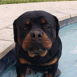 "Picasso " Rottweiler All Grown Up from Vom Haus Jonas Rottweilers