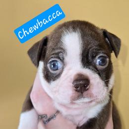 Chewbacca - Red male Boston Terrier puppy in Omaha, Illinois from Puppi Guppies