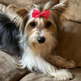 Rosie - Yorkshire Terrier
