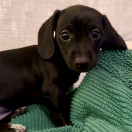 Cleo - Black female Dachshund puppy in Sutherland, Virginia from Sutherland Estates Dachshunds