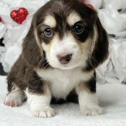 Dachshund Puppies from RRD