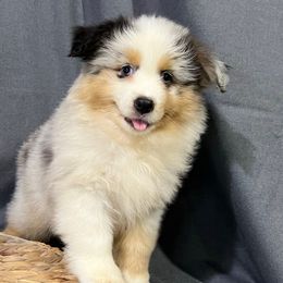 Rocky - Blue merle male Miniature American Shepherd puppy in Clinton, Missouri from Mockingbirds American Minis