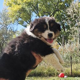 Morticia - Black tri-color female Australian Shepherd puppy in Wheatland, Wyoming from Jorvik Australian Shepherds