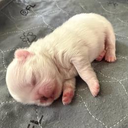 Lighter boy - Cream male Pekingese puppy in Clinton, Tennessee from Gracelands Pekingese