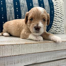 Leonardo - Apricot male Goldendoodle puppy in Brooksville, Florida from Abby’s Standard Goldendoodles