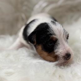 Hollywood - Tri-color female Jack Russell Terrier puppy in Yakima County, Washington from Saddle Rock Kennels