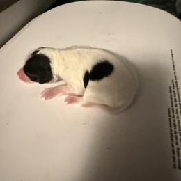 Boy 1 - White black and tan male Papillon puppy in Fremont, Michigan from Barque