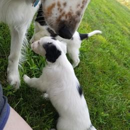 Companion Cross Puppies from Mandala Dogs