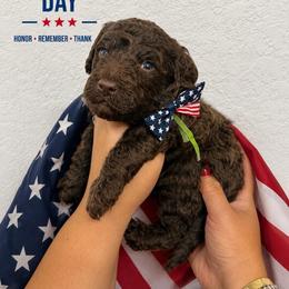 Cashew - Chocolate male Goldendoodle puppy in Miami, Florida from Jade’s Paws & Co. Of Miami LLC