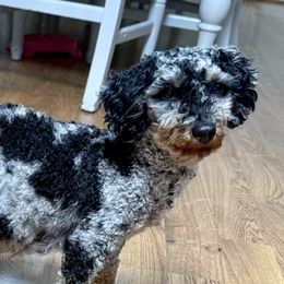 Lucy - Poodle
