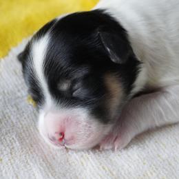 Shiloh - Tri-color female Coton de Tulear puppy in Forney, Texas from Buttercup Cotons of Texas