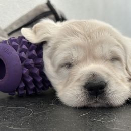 Golden Retriever Puppies from Bramble Berry Goldens