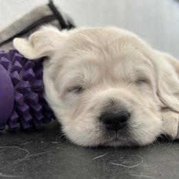Golden Retriever Puppies from Bramble Berry Goldens