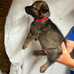 Red collar male - Sable male German Shepherd puppy in Ann Arbor, Michigan from Von Der Havier German Shepherds
