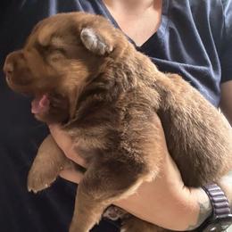 Liver and Tan Male - Liver male German Shepherd puppy in Tafton, Pennsylvania from Pocono GSD