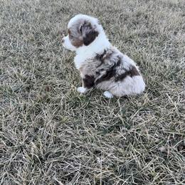 Rooster - Red merle male Miniature Australian Shepherd puppy in Friend, Nebraska from Mid-Plains Mini Aussies