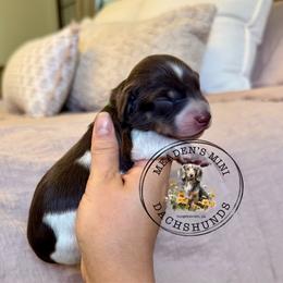 Green Collar - Piebald male Dachshund puppy in Beaver, Pennsylvania from Meaden’s Mini Dachshunds