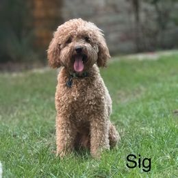 Sig - Labradoodle