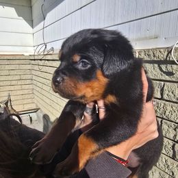 Maddie McFattie - Black and mahogany female Rottweiler puppy in Salt Lake City, Utah from Snubnose Rottweilers LLC