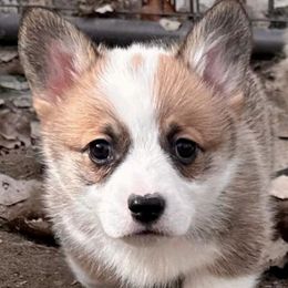 Pembroke Welsh Corgis from Colcord Corgi's