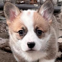 Pembroke Welsh Corgis from Colcord Corgi's