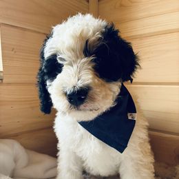 Dune - Tri-color male Bernedoodle puppy in Allegan, Michigan from Sand Creek Bernedoodles