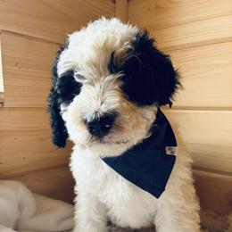 Dune - Tri-color male Bernedoodle puppy in Allegan, Michigan from Sand Creek Bernedoodles