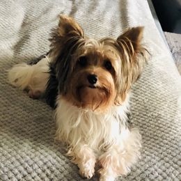 Lucy - Biewer Terrier