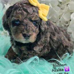 Azalea - Merle female Goldendoodle puppy in Rockledge, Florida from Stormie's Doodles