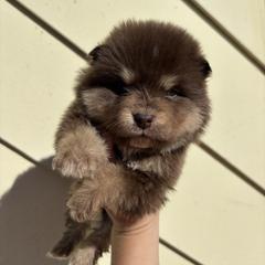 Damion - Brown male Finnish Lapphund puppy in Senatobia, Mississippi from TaylorMade Finnish Lapphunds