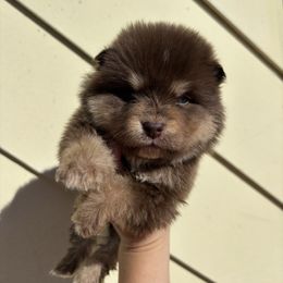 Damion - Brown male Finnish Lapphund puppy in Senatobia, Mississippi from TaylorMade Finnish Lapphunds