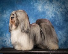 Well groomed Havanese stacked on a table