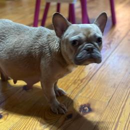Juniper - French Bulldog
