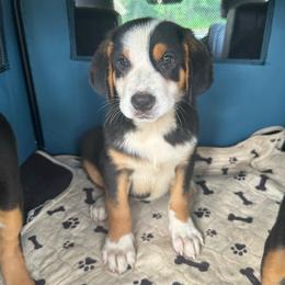 Yellow Girl - Black, white and red female Greater Swiss Mountain Dog puppy in Lower Burrell, Pennsylvania from Polyanna’s GSMD