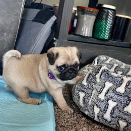 Purple - Fawn female Pug puppy in Baylis, Illinois from Cameo's Pugs