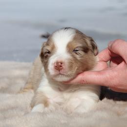 Astro-2500 - Red merle male Australian Shepherd puppy in Star City, Arkansas from Circle P Farm Australian Shepherds