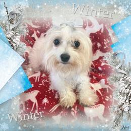 Saphire - Maltese