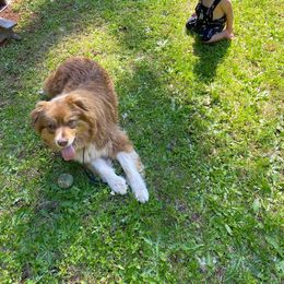 Australian Shepherd All Grown Up from Little Elder Creek Australian Shepherds