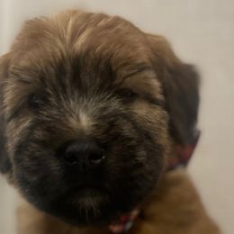 Boy 3 - Soft Coated Wheaten Terrier puppy in Phoenix, Arizona from Arizona Desert Gold Wheatens