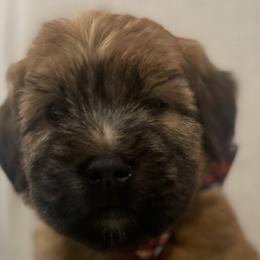 Boy 3 - Soft Coated Wheaten Terrier puppy in Phoenix, Arizona from Arizona Desert Gold Wheatens