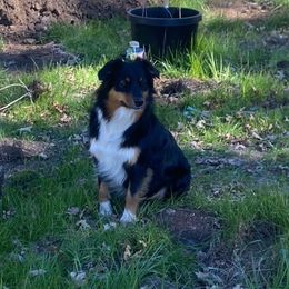 Shiloh - Australian Shepherd