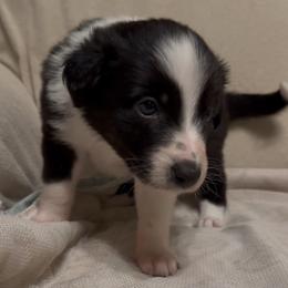 Classy girl - Black and white female Border Collie puppy in Fairview, Tennessee from Hoffman Forest Acres LLC