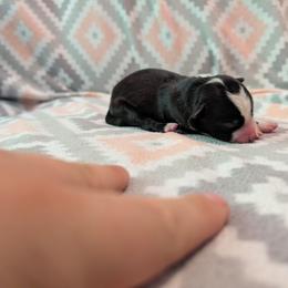 Ladon - Tri-color male Border Collie puppy in Grapeview, Washington from Athena’s Collies