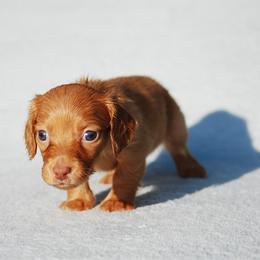 AKC Layla - Cream female Dachshund puppy in Billings, Missouri from Bundles of Joy
