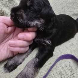 Merry - Black and silver female Miniature Schnauzer puppy in Riner, Virginia from Haven Hill Schnauzers