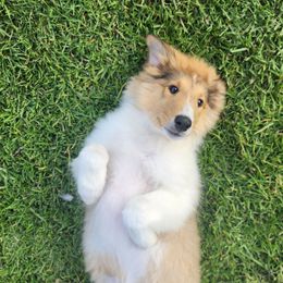 Girl 1 - Collie puppy from Prime Star Collies