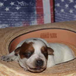 Girl 2 - Australian Cattle Dog puppy in Helena, Montana from Spring Haven Heelers